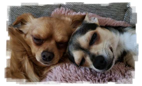 Buddies Forever