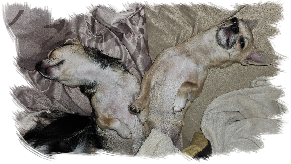 Unsere Eunuchen..